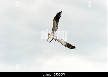 Pelican è un grande uccelli marini catturati durante il volo diffondere le sue ali in tutta la sua bellezza. Foto Stock