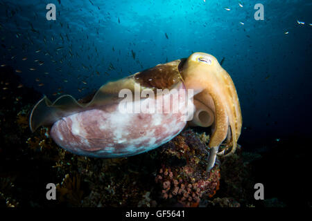 Un Broadclub - Seppie Sepia latimanus - vola al di sopra della barriera corallina di acqua blu. Prese nel Parco Nazionale di Komodo, Indonesia. Foto Stock