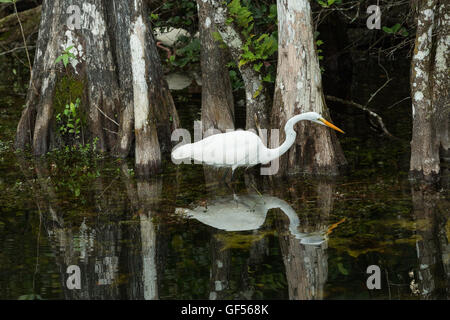 Airone bianco maggiore nel selvaggio in Everglades. FLORIDA. Foto Stock