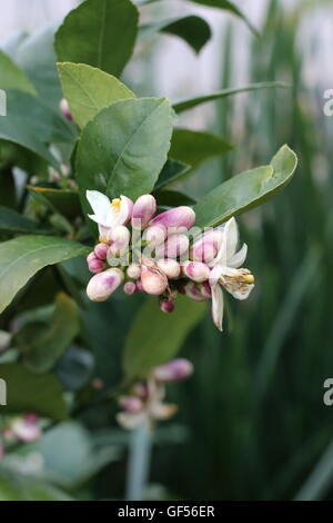 Close up di agrumi boccioli di fiori Foto Stock