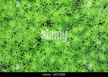 Verde muschio di torba o Sphagnum Moss Foto Stock