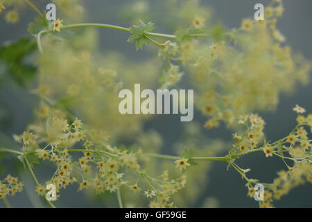 Alchemilla mollis 'robustica' comunemente noto come lady del mantello - un rimedio a base di erbe Jane Ann Butler JABP Fotografia1482 Foto Stock