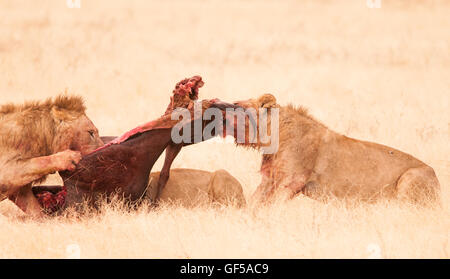 L'orgoglio leone si nutre della più selvagina nel cratere di Ngorongoro, in Africa Foto Stock