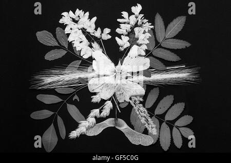 Un set di premuto fiori selvatici e lascia su di uno sfondo nero girato in bianco e nero Foto Stock