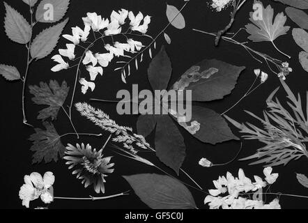 Un set di premuto fiori selvatici e lascia su di uno sfondo nero girato in bianco e nero Foto Stock