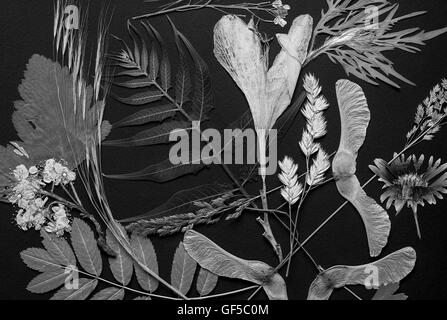 Un set di premuto fiori selvatici e lascia su di uno sfondo nero girato in bianco e nero Foto Stock