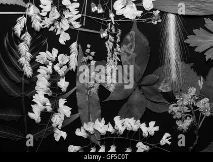Un set di premuto fiori selvatici e lascia su di uno sfondo nero girato in bianco e nero Foto Stock