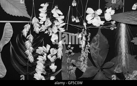 Un set di premuto fiori selvatici e lascia su di uno sfondo nero girato in bianco e nero Foto Stock