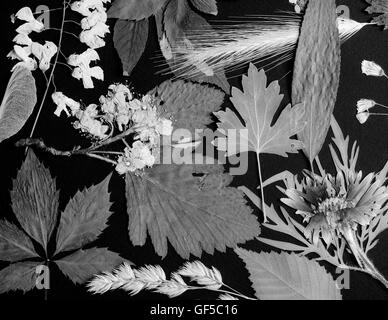 Un set di premuto fiori selvatici e lascia su di uno sfondo nero girato in bianco e nero Foto Stock