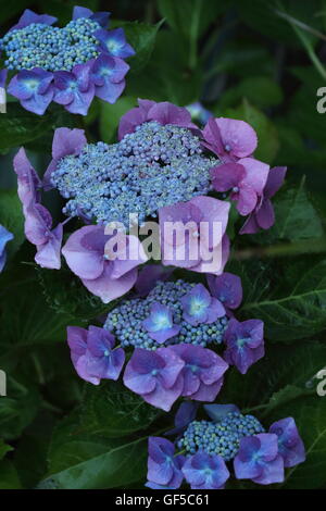 Blue lacecap hydrangea fiori (Hydrangea macrophylla normalis) Foto Stock
