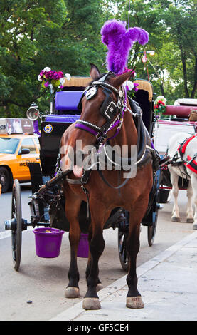 Central Park a cavallo in Carrozza a Manhattan New York Foto Stock