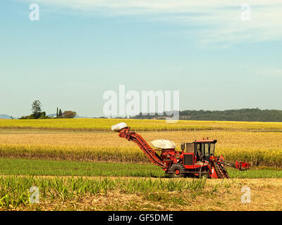 Red macchina agricola trinciacaricatrice per canne sull'agricoltura australiana terra piantagione di canna da zucchero Foto Stock