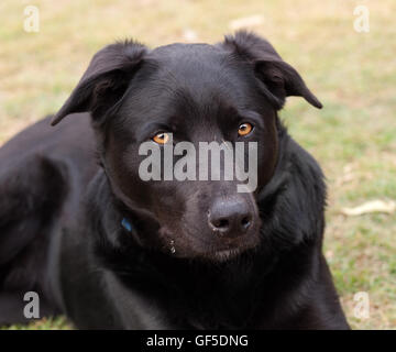 Australian allevati cane da lavoro nero kelpie di pura razza canina di bovini e ovini cane Foto Stock