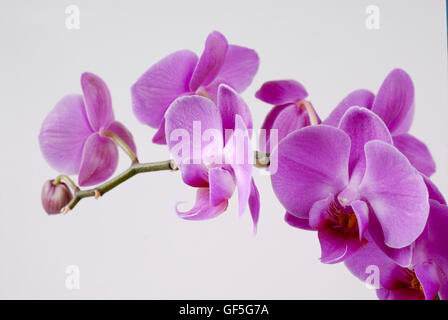 Orchidea viola su sfondo bianco Foto Stock