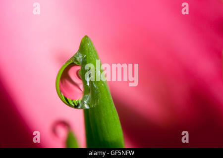 Cuore rosa riflessa in una goccia di pioggia Foto Stock