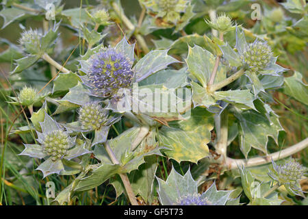 Mare Holly - Eryngium maritimum pungente Fiore di Mare Foto Stock