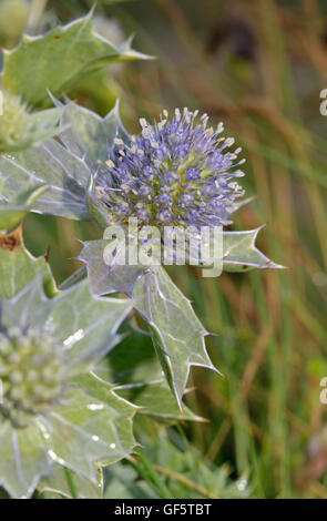 Mare Holly - Eryngium maritimum pungente Fiore di Mare Foto Stock