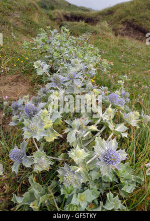 Mare Holly - Eryngium maritimum pungente Fiore di Mare Foto Stock