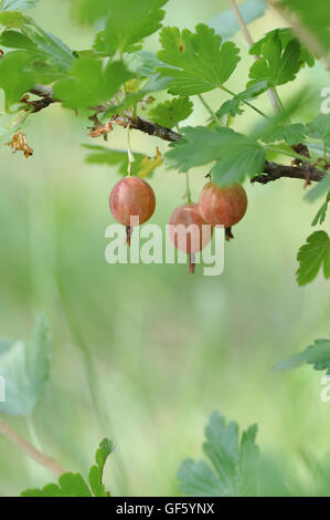 Close up di ribes maturi sulla boccola. Foto Stock