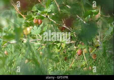 Close up di ribes maturi sulla boccola. Foto Stock