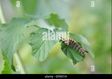 In prossimità dei bellissimi caterpillar di orgyia antiqua butterfly Foto Stock