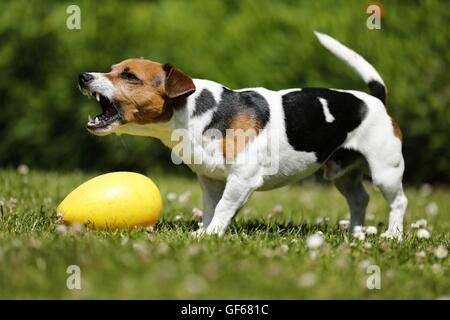 Barking Jack Russell Terrier Foto Stock