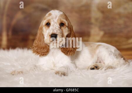 English Cocker Spaniel cucciolo Foto Stock