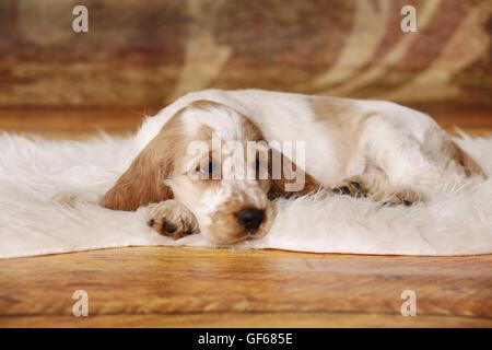 English Cocker Spaniel cucciolo Foto Stock