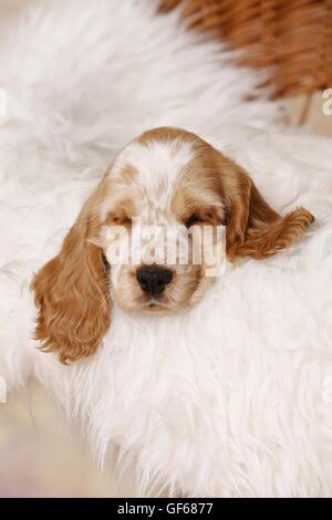 Inglese a pelo Cocker Spaniel cucciolo Foto Stock