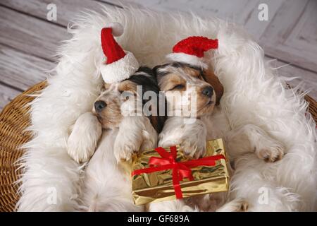 2 sleeping English Cocker Spaniel cuccioli Foto Stock