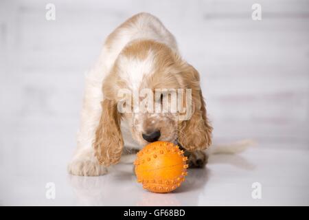 Snuffling English Cocker Spaniel cucciolo Foto Stock