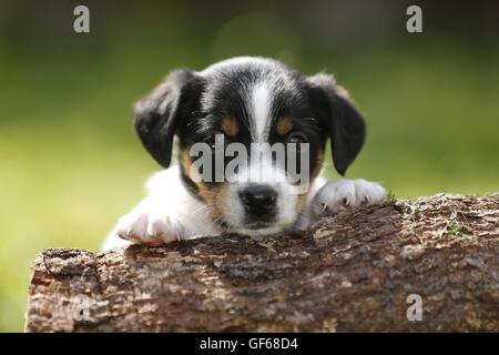 Jack Russell Terrier cucciolo in campagna Foto Stock