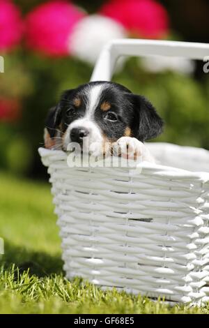 Jack Russell Terrier cucciolo in campagna Foto Stock