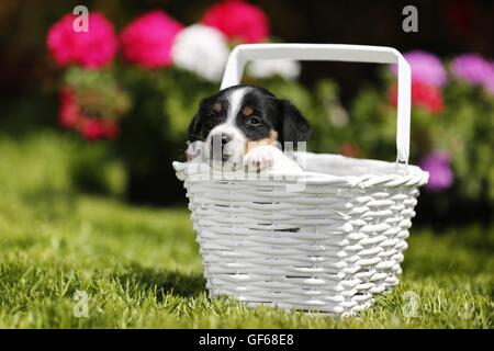 Jack Russell Terrier cucciolo in campagna Foto Stock