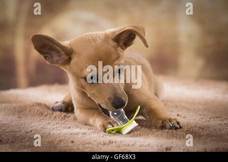 menzogne del cucciolo Foto Stock
