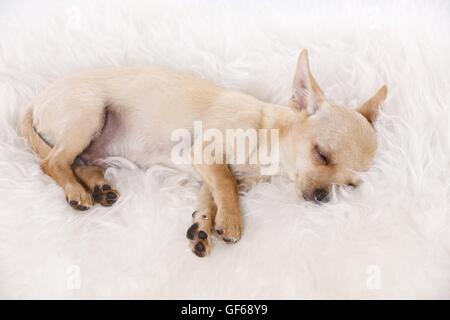 Sleeping giovani Chihuahua Foto Stock