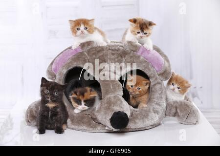 6 gattino Foto Stock