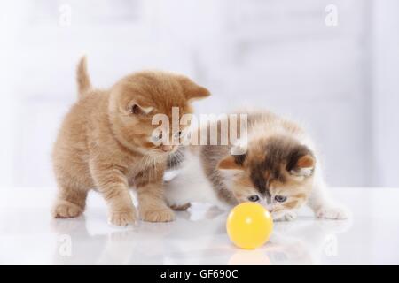 2 British Shorthair Kitten Foto Stock