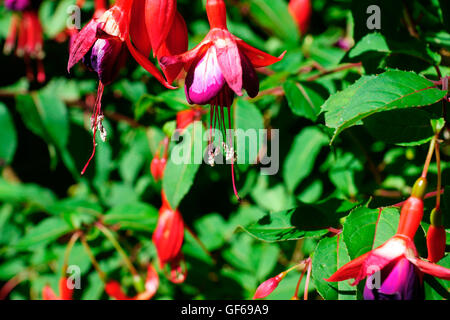 DI FUCSIA Foto Stock