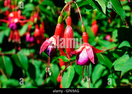 DI FUCSIA Foto Stock