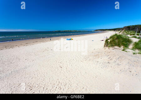 Spiaggia di Newborough con Newborough Warren boschi in una calda giornata estiva. La spiaggia si trova su Anglesey, Galles, Regno Unito Foto Stock