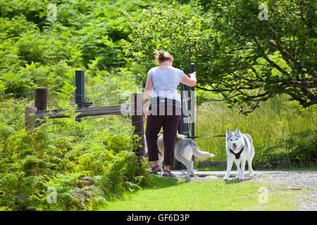 Un cane femmina walker camminando attraverso la porta sul percorso intorno Llyn Crafnant situato nel Parco Nazionale di Snowdonia. Wales, Regno Unito Foto Stock