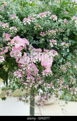 La verbena rosa azteca magia e di rosa fiori di petunia in uno stand floreali. Regno Unito Foto Stock