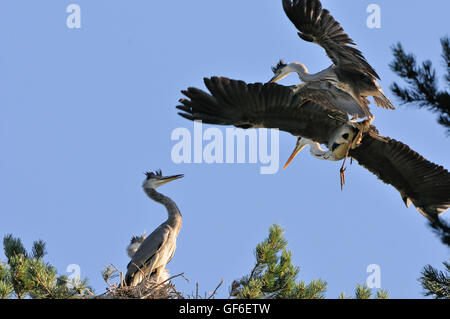 Uccello adulto e un airone cinerino (Ardea cinerea) chick vola al nido. Parco nazionale del lago Plesheevo, Yaroslavl Regione, Russia Foto Stock