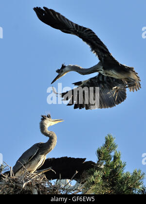 Airone cinerino (Ardea cinerea) chick vola verso il nido. Parco nazionale del lago Plesheevo, Yaroslavl Regione, Russia Foto Stock