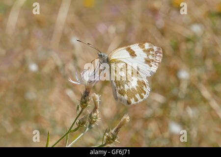 Close up Pontia edusa farfalla sulla pianta selvatica Foto Stock