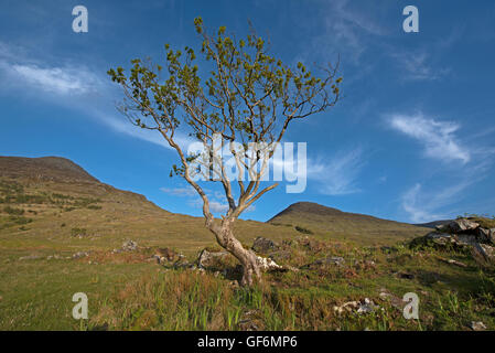 Un solitario quercia sopravvivere sul pendio di una collina sulla Isle of Mull, Argyll and Bute distretto, Scozia UK. SCO 10,951. Foto Stock