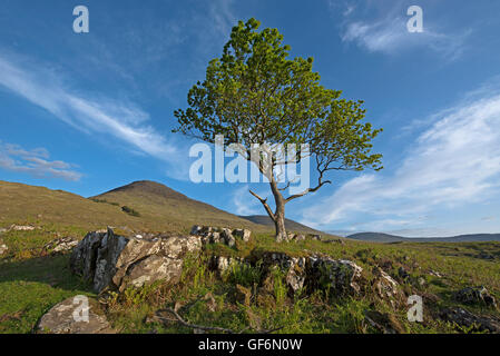 Un solitario quercia sopravvivere sul pendio di una collina sulla Isle of Mull, Argyll and Bute distretto, Scozia UK. SCO 10,952. Foto Stock