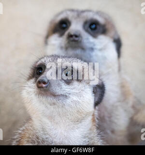Un meerkat (Suricata suricatta) coppia, in cattività a Calgary Zoo di Calgary, Alberta, Canada. Foto Stock