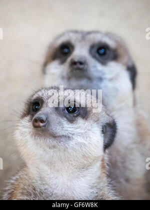 Un meerkat (Suricata suricatta) coppia, in cattività a Calgary Zoo di Calgary, Alberta, Canada. Foto Stock